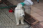 Super Quality Samoyed Puppy - Samoyed Dog