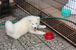 Super Quality Samoyed Puppy - Samoyed Dog