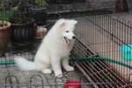 Super Quality Samoyed Puppy - Samoyed Dog