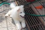 Super Quality Samoyed Puppy - Samoyed Dog