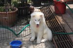 Super Quality Samoyed Puppy - Samoyed Dog