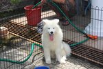 Super Quality Samoyed Puppy - Samoyed Dog