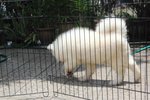 Super Quality Samoyed Puppy - Samoyed Dog