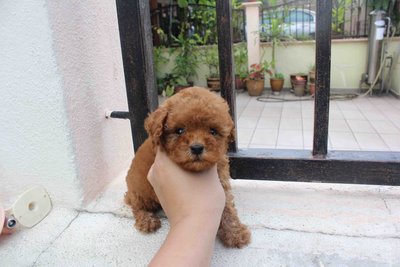 Super Red Tiny Poodle Puppy Mka - Poodle Dog