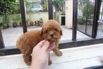 Super Red Tiny Poodle Puppy Mka - Poodle Dog