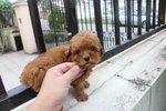 Super Red Tiny Poodle Puppy Mka - Poodle Dog