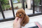 Super Red Tiny Poodle Puppy Mka - Poodle Dog