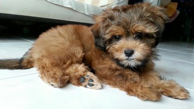 Baby - Shih Tzu + Poodle Dog