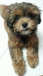 Baby - Shih Tzu + Poodle Dog