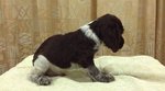 Cocker Spaniel Pups - Cocker Spaniel Dog