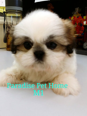 Mini Shih Tzu - Shih Tzu Dog