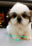 Mini Shih Tzu - Shih Tzu Dog