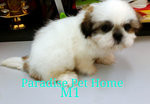 Mini Shih Tzu - Shih Tzu Dog