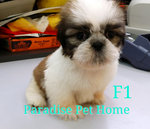 Mini Shih Tzu - Shih Tzu Dog