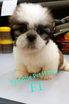 Mini Shih Tzu - Shih Tzu Dog