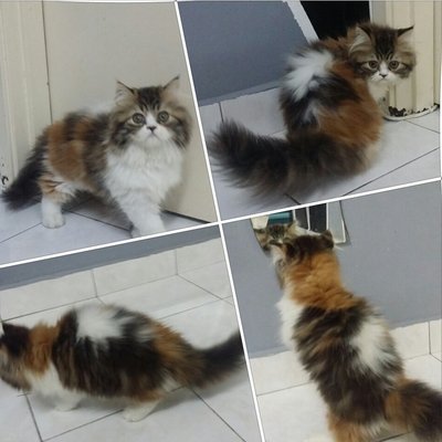 Yoo Rin - Persian Cat