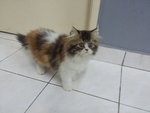 Yoo Rin - Persian Cat