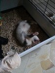 Poro - Ferret Small & Furry