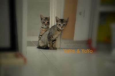 Yoyo &amp; Yaya - Domestic Short Hair Cat