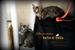 Yoyo &amp; Yaya - Domestic Short Hair Cat