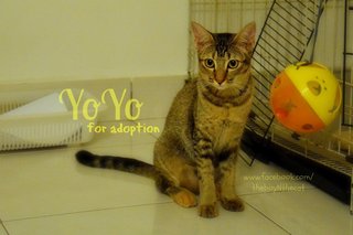 Yoyo &amp; Yaya - Domestic Short Hair Cat