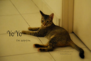 Yoyo &amp; Yaya - Domestic Short Hair Cat