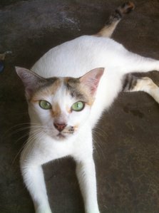 Keluarga Merdeka - Domestic Short Hair Cat