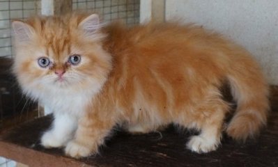 PF60345 - Persian Cat