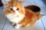 PF60346 - Persian Cat