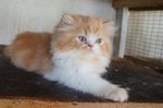 PF60346 - Persian Cat