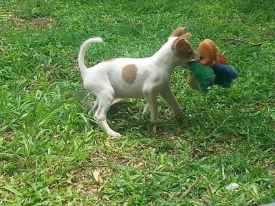 Cute Babies - Mixed Breed Dog