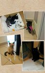 Urgent Kittens For Adoption - Domestic Medium Hair Cat