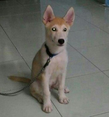 Husky - Siberian Husky Dog