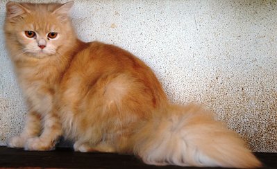 PF60376 - Persian Cat