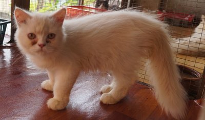 PF60378 - Persian Cat