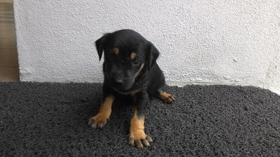 Jack Puppy - Mixed Breed Dog