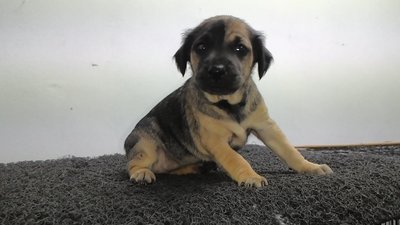 Mixcy Girl - Mixed Breed Dog