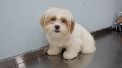 Butter - Shih Tzu + Maltese Dog