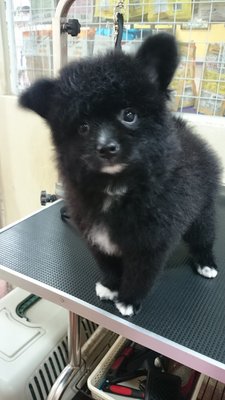 Pomeranian Mixed Poodle - Pomeranian Dog