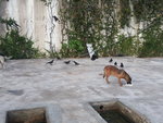 During feeding time, back when he lived at Tun Razak parking space with his parents & friends