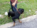 Ipoh - Brandy (Soft Character) - Rottweiler Dog