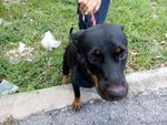 Ipoh - Brandy (Soft Character) - Rottweiler Dog