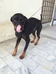 Ipoh - Brandy (Soft Character) - Rottweiler Dog