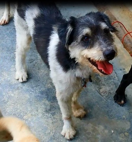 Buddy - Bearded Collie Mix Dog