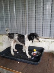 Buddy is eating passion fruits