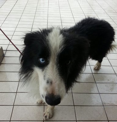 Joe - Border Collie Dog