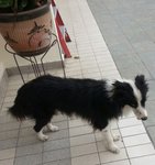 Joe - Border Collie Dog