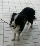 Joe - Border Collie Dog