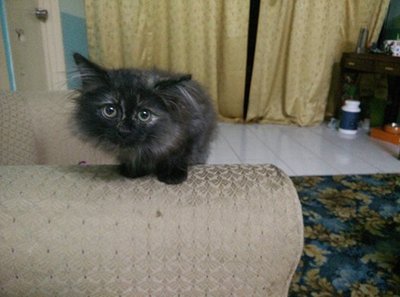 Luna - Ragdoll + Persian Cat