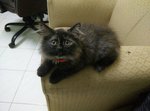 Luna - Ragdoll + Persian Cat